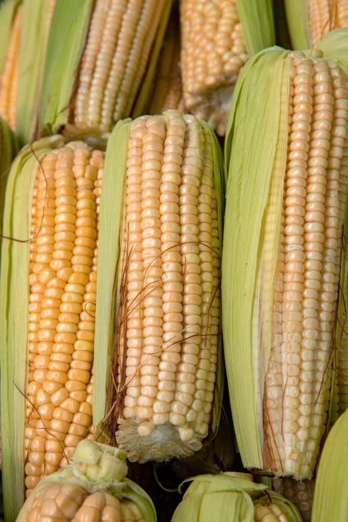 Six ears of corn for chicken feed.