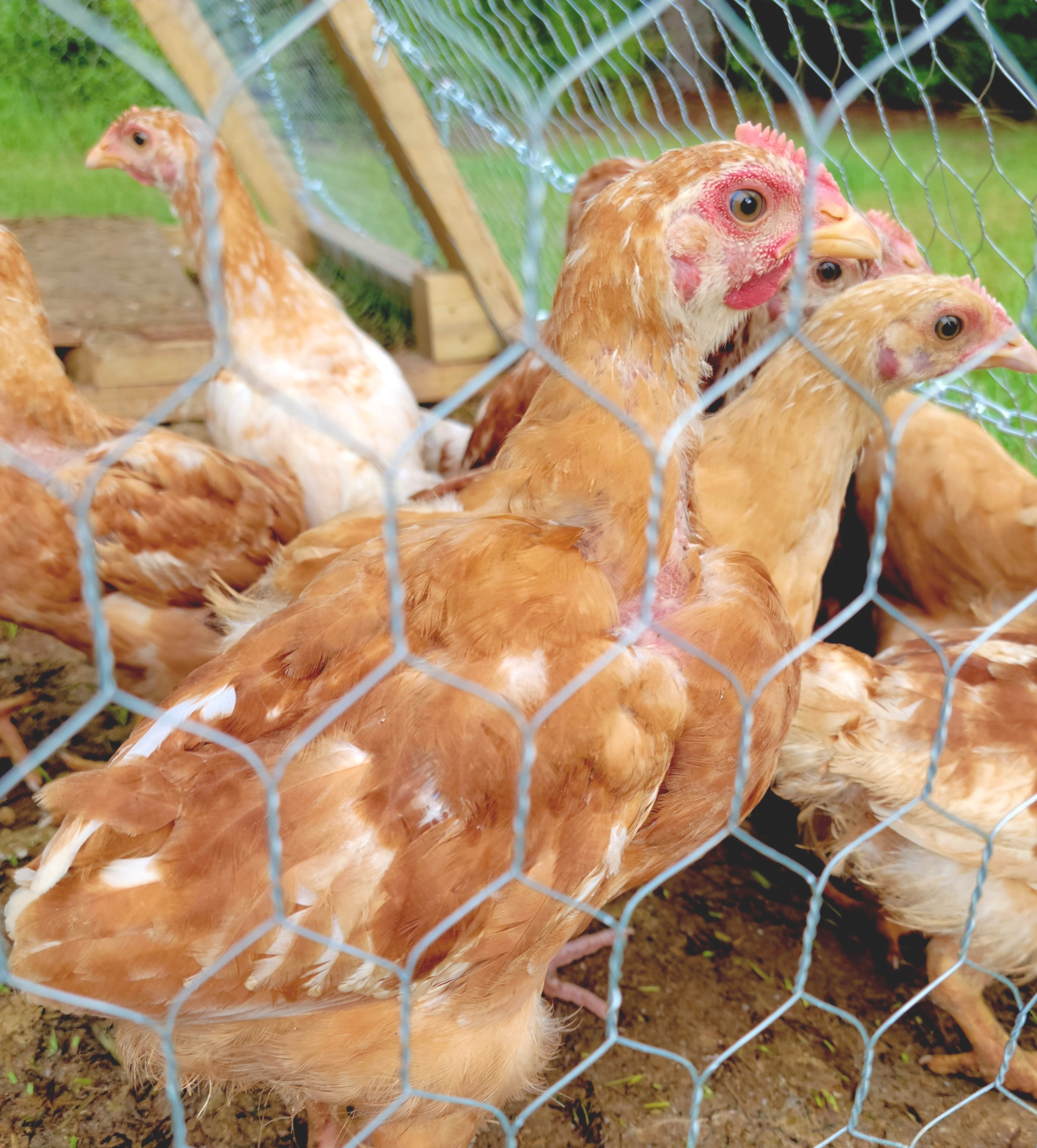 Raising Chickens For Meat Dark Family Homestead