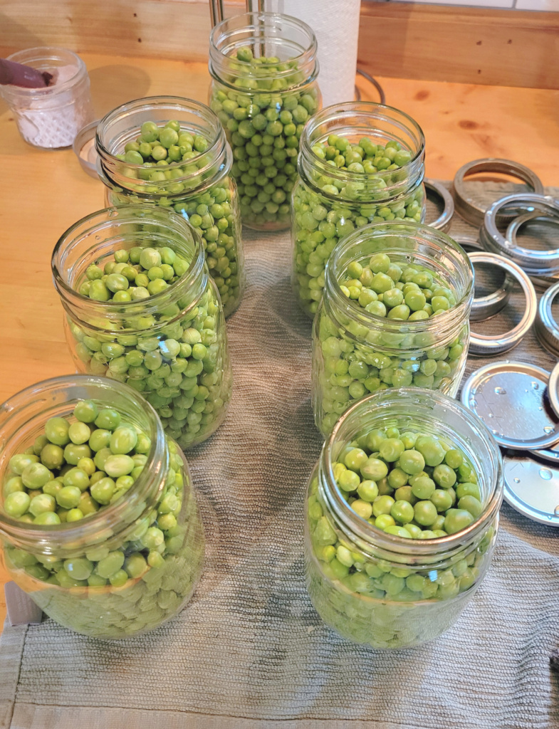 Seven pint jars full of freshly shelled garden peas sitting on a kitchen countertop ready to be home canned.