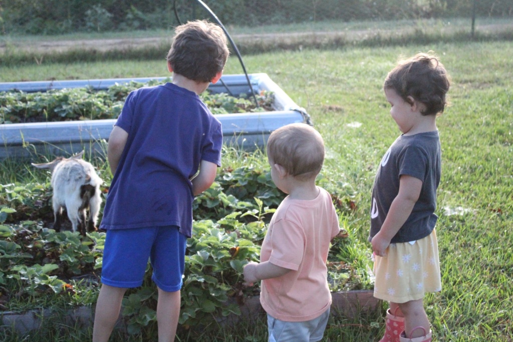 Three toddlers standing next to a garden bed full of strawberries.
