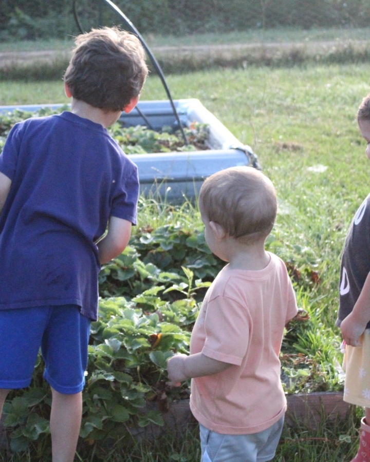 Three toddlers in a garden looking at a strawberry bed.