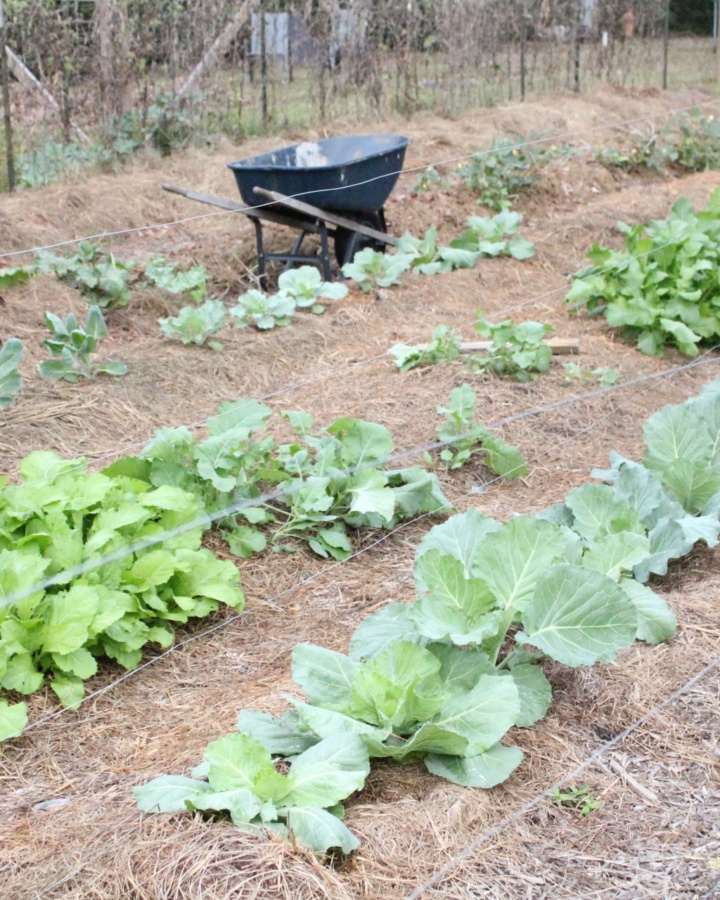 A garden in rows with a wheelbarrow beside it.
