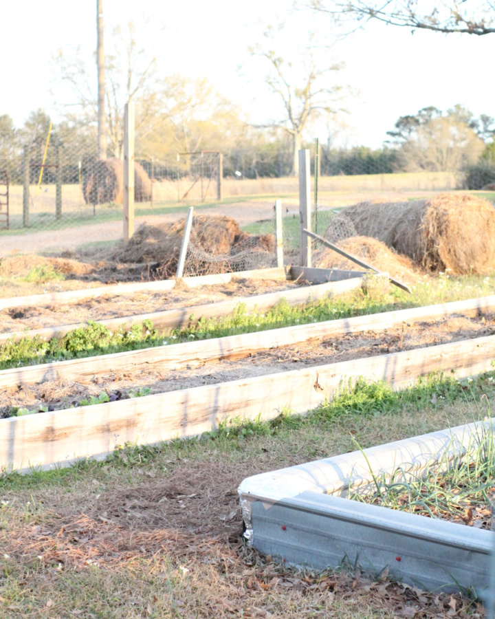Two raised beds in a garden next to a hay bale.
